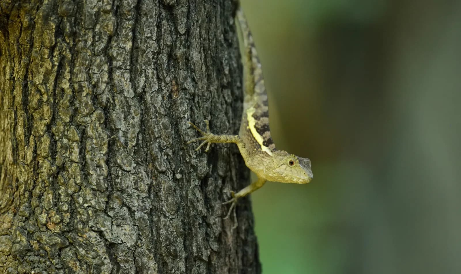 Biodiversity